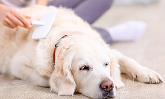 Hund liegend