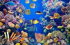 Aquarienfische